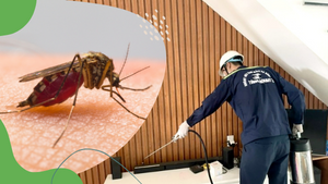 Bảng giá dịch vụ phun thuốc diệt muỗi tận gốc