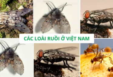 Các loài Ruồi ở Việt Nam